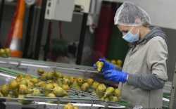 Perenpluk, fruittelers, plukkers, fruit