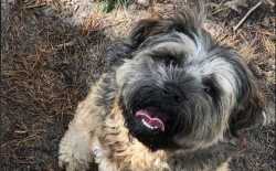 Woezel hondje doorgetrapt schop