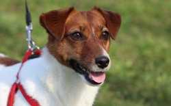 Hond - jack russell