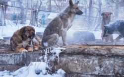 wilde honden