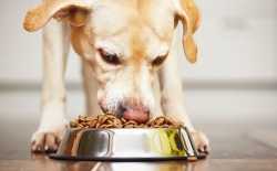 voeding hond
