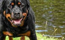 Rottweiler