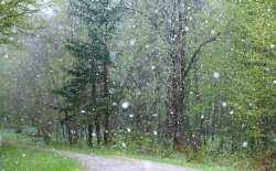 Regen - smeltende sneeuw - bos - natuur