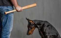 dierenmishandeling