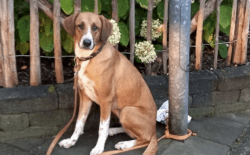 hond