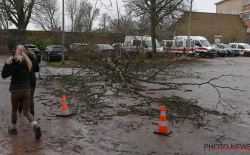 Storm - omgewaaide boom - takken