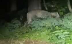 Tijger