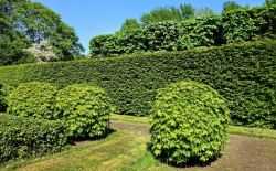 haag tuin