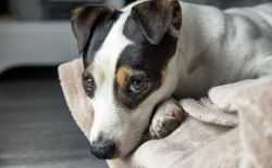 Jack russel