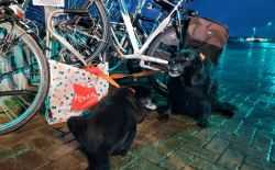 Dierenambulance Ameland