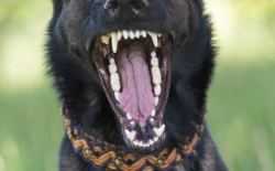 Hond - herdershond - tanden