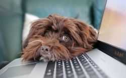 hond, binnenshuis, gezelschap