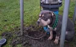 Hond