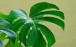 monstera plant gatenplant, plant, kamerplant