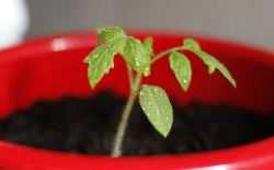 tomaatplant