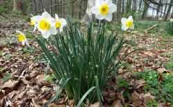 paasbloem