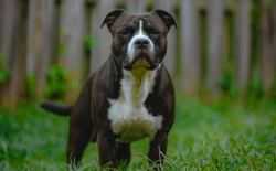 Staffordshire-bulterriër
