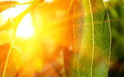zon