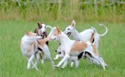 honden, spelende honden, huisdier