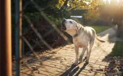 blaffende hond, hond, huisdier