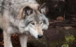 Wolf