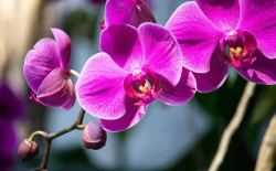 orchidee