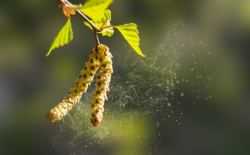 Pollen hazelaar, allergie