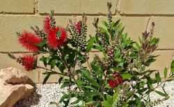 rode lampenpoetser, Callistemon