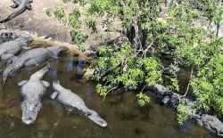 Alligator farm St Augustine Florida