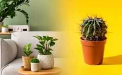 cactus - vetplant