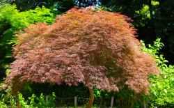 Japanse Esdoorn