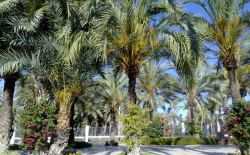 Elche, Spanje