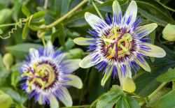 blauwe passiebloem