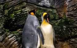 koningspinguin