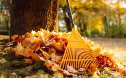 herfstbladeren
