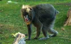 nikki mandrill