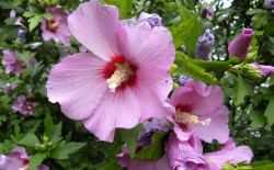 hibiscus