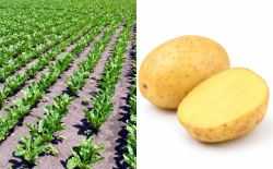 suikerbiet - aardappelen