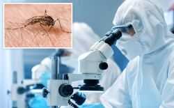 westnijlvirus