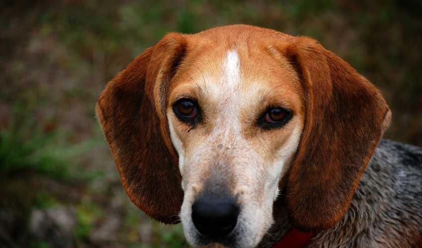 Beagle - hond
