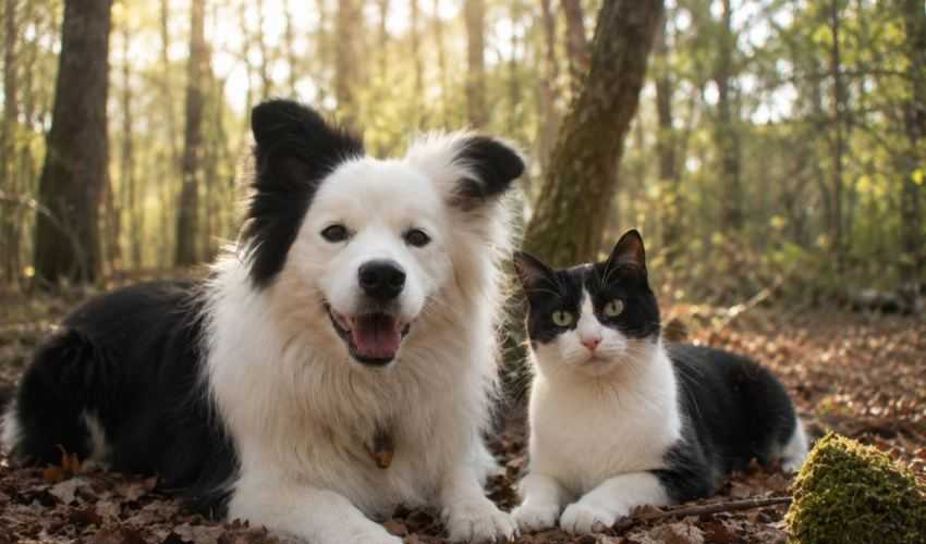 kat - hond